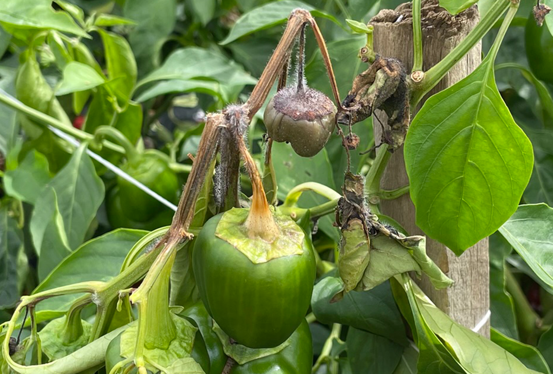 A green bell pepper on a brown wilted vine.