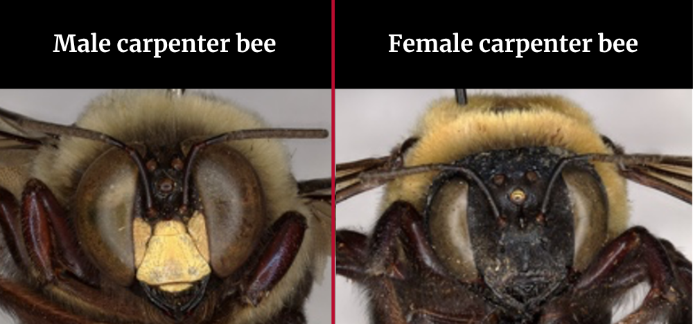 A side-by-side showing a male and female carpenter bee.